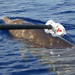 MED 09: Tracking Noise, and Whales, in the Western Mediterranean