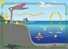 Folling Carbon Cycle