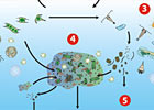 Getting carbon into the ocean is one matter.