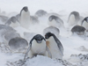 Penguins huddled together during blizzard conditions.