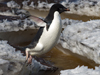 A plucky Adelie penguin clears a meltwater stream.