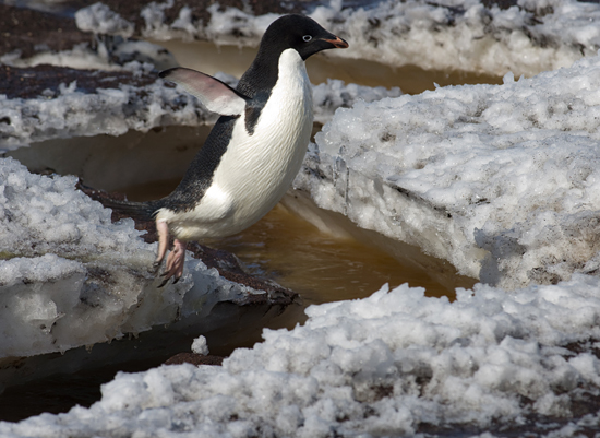 A plucky Adelie penguin clears a meltwater stream.