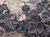 Tiny clumps of lichen bring life to the rocks.