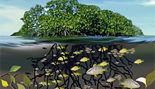 Coastal ecosystems