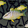 Coastal Ecosystems