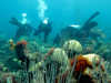 Anne Cohen and Neal Cantin filming BBC documentary on coral reefs