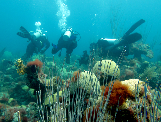 Anne Cohen and Neal Cantin filming BBC documentary on coral reefs