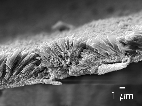 Porites coral crystals
