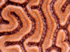 Brain coral skeleton