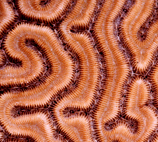 Brain coral skeleton