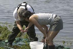 Collecting Fish