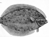 Bigelow flounder sketch