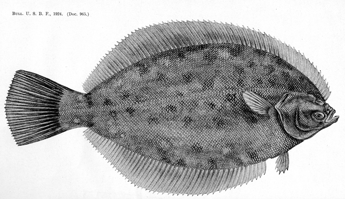 Bigelow flounder sketch