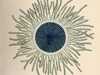 bigelow illustration of porpita lutkeana
