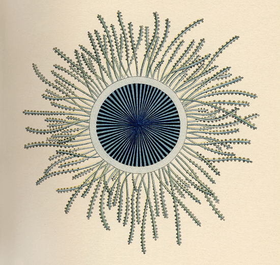 bigelow illustration of porpita lutkeana