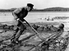 Alfred Redfield clam farming.