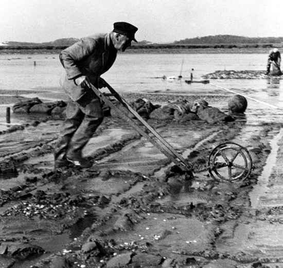 Alfred Redfield clam farming.