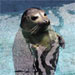 National Marine Fisheries Service (NMFS)