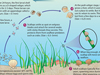 scallop life cycle