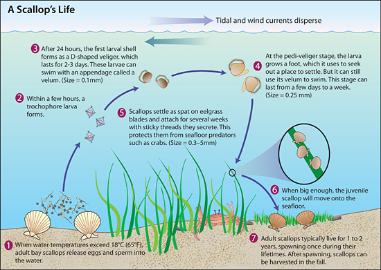 scallop life cycle