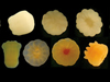 Rhian Waller watched the transformation of tiny, shapeless offspring of Antarctic deep-sea corals as they grew tentacles within 24 hours of brooding.