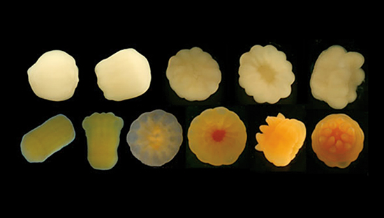 Rhian Waller watched the transformation of tiny, shapeless offspring of Antarctic deep-sea corals as they grew tentacles within 24 hours of brooding.