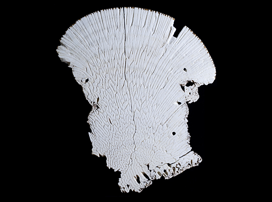 coral slice