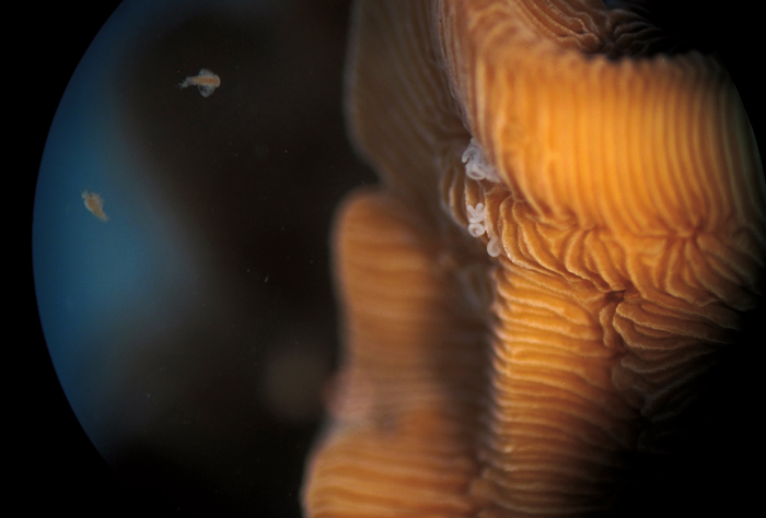 Coral