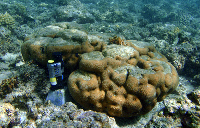 Red Sea coral reef