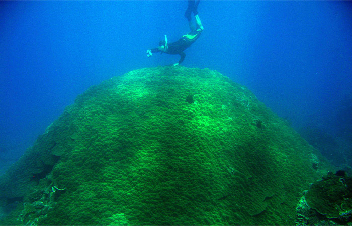 massive coral in Vietnam
