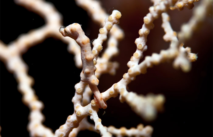 pygmy seahorse