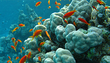 ocean life woods hole oceanographic institution