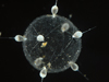 predatory protist