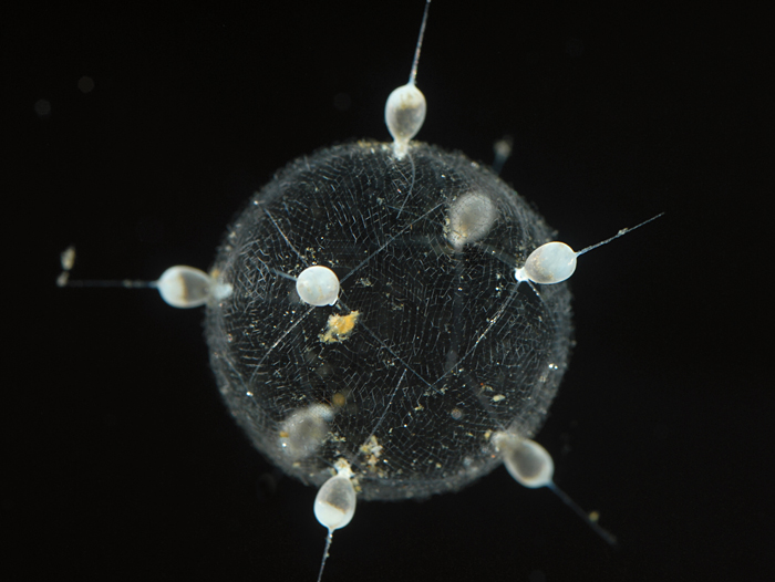 predatory protist