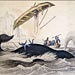 The Collision Course of Whales and Humans