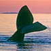 The Tale of the Whale
