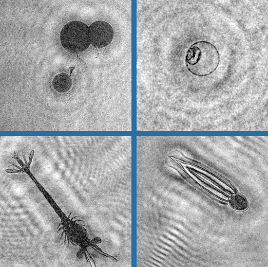 oil drops, plankton drops