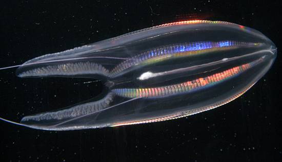 comb jelly 2