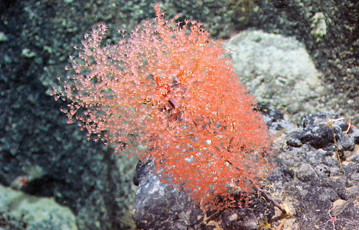 Chrysogorgia coral