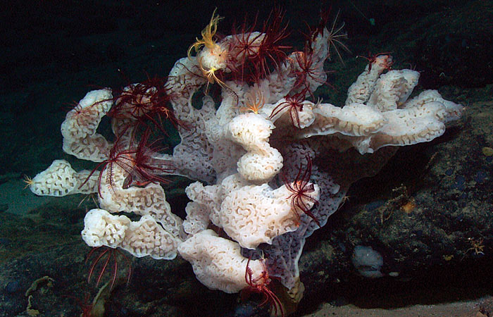 crinoids