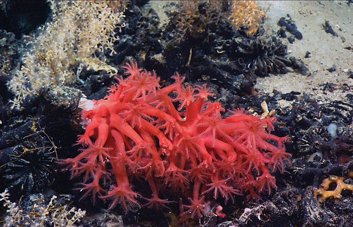 Anthomastus coral