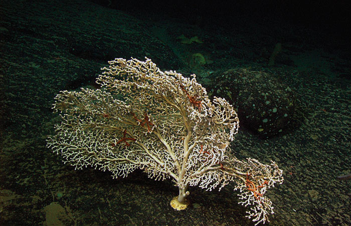 Paragorgia coral