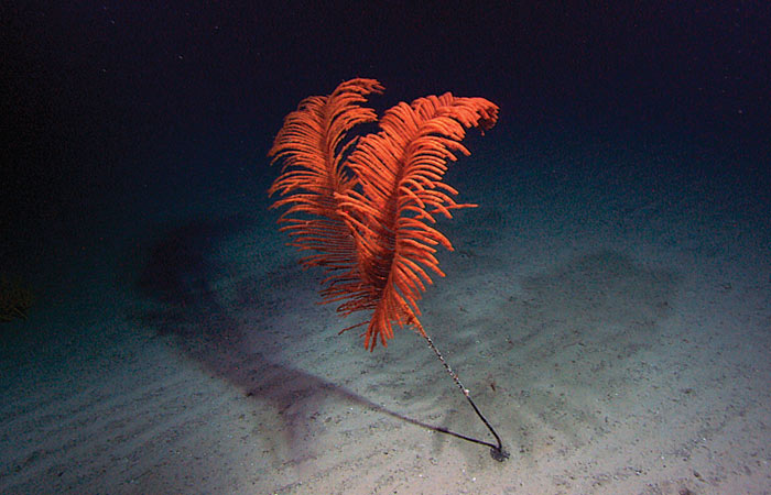 Plumapathes antipatharian coral