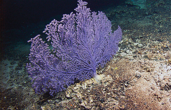 Plexaurid coral