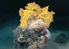 Deep Sea Corals