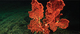 Deep-sea corals
