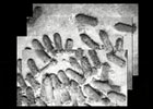 Deep-sea Photo Mosaicing