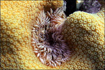 forked anemone