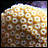 forked anemone