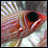 squirrelfish